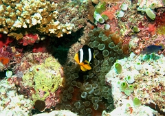 Velidhu - 2013_03_10 - IMG_0425rf_Poisson clown de Clark - Amphiprion clarkii_Kuda faru_Plongee